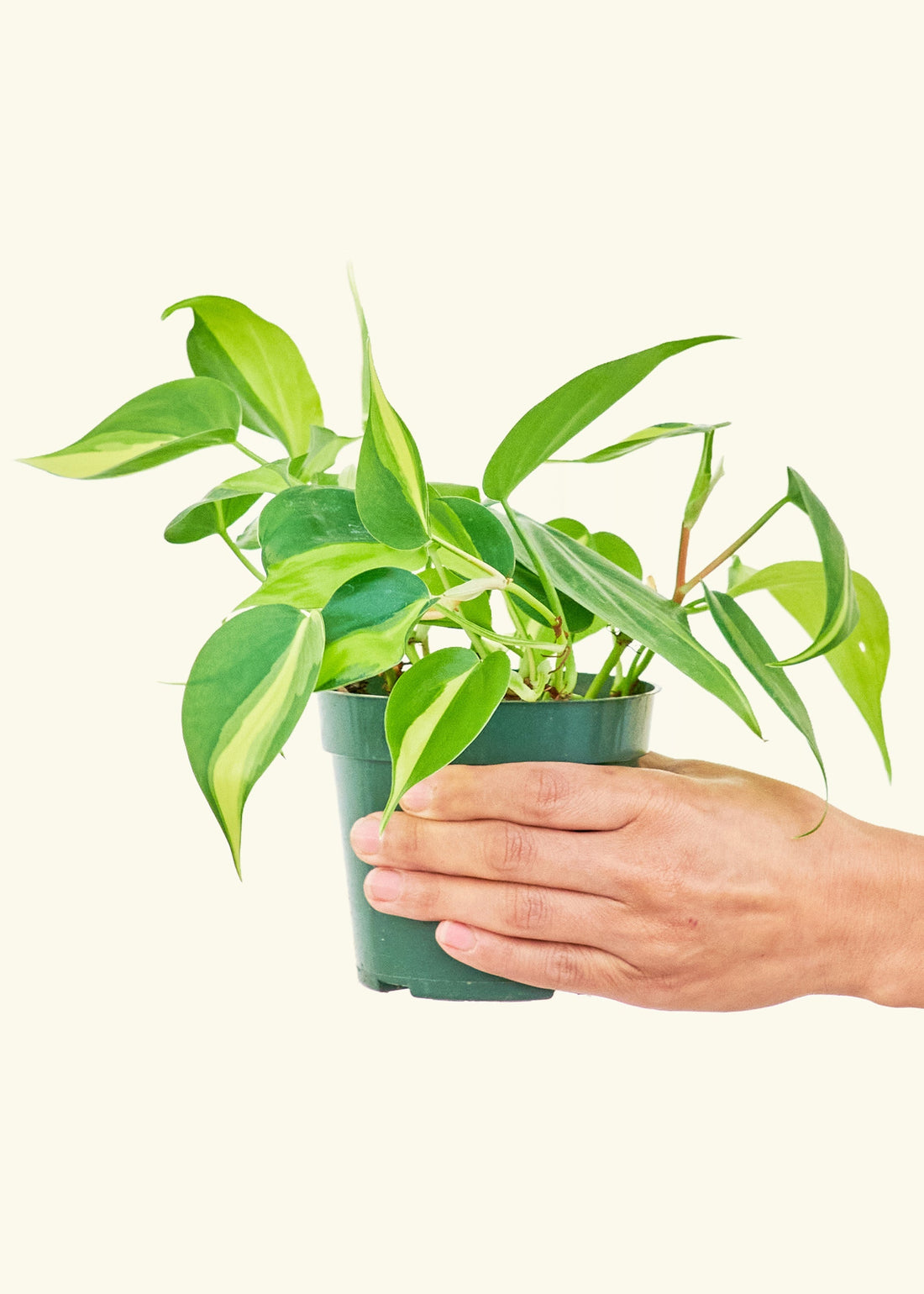 Small Philodendron Brasil (Philodendron hederaceum) in a grow pot.