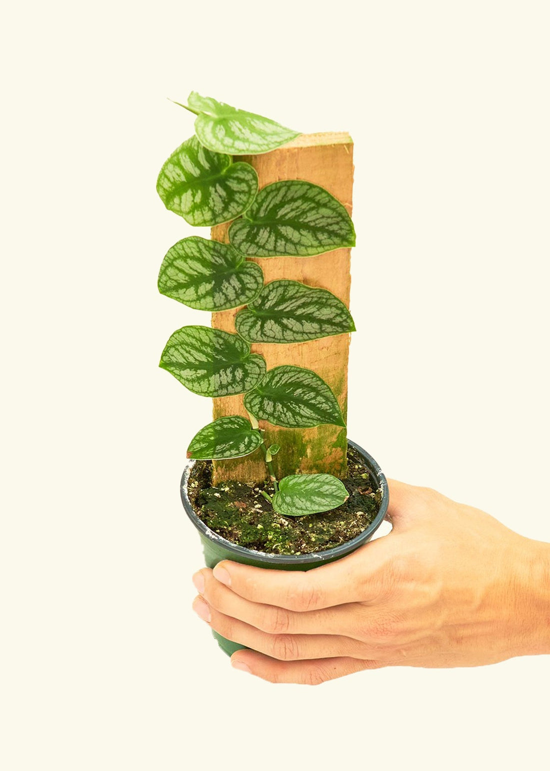 Small Shingle Plant (Monstera dubia) in a grow pot.