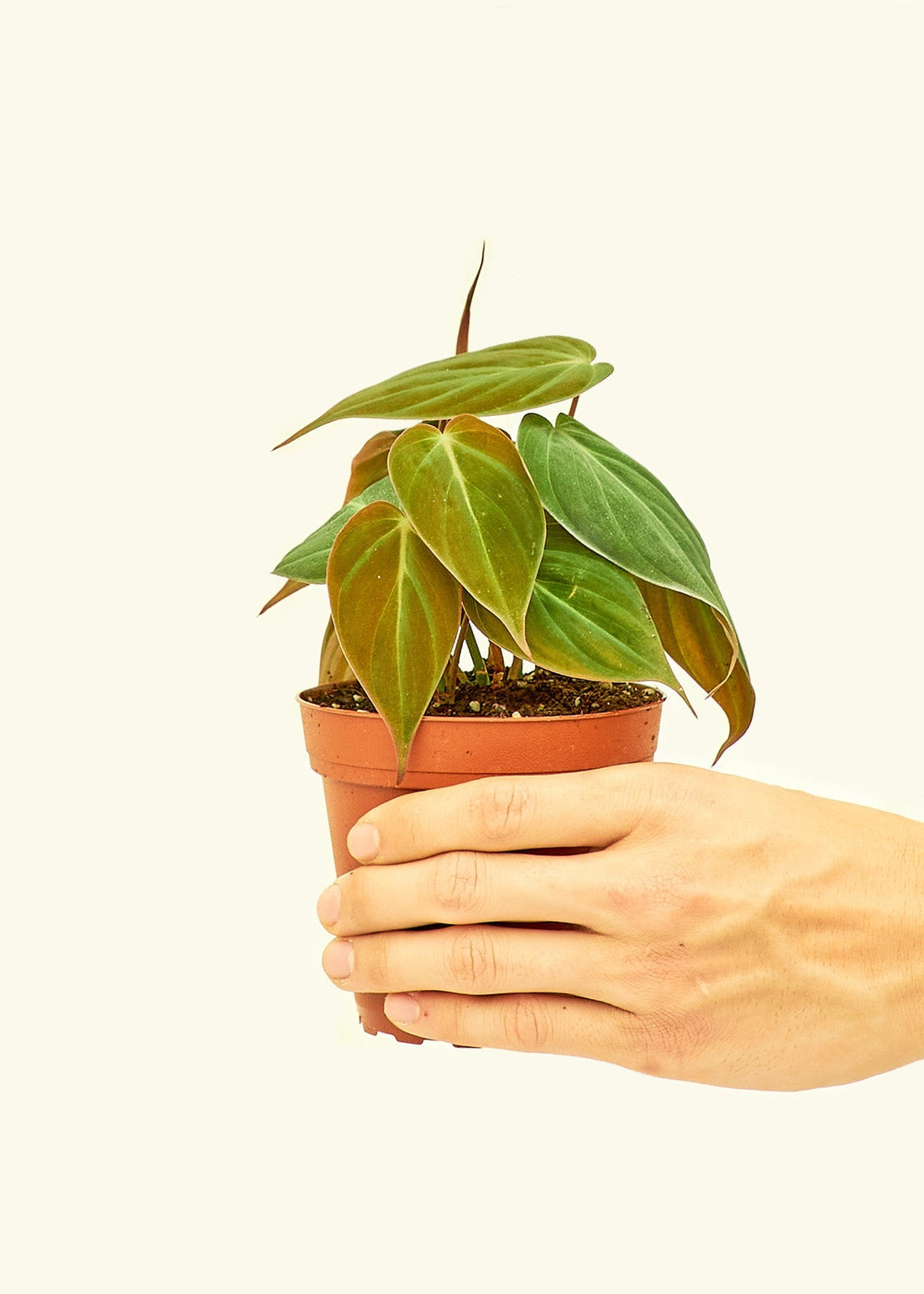 Small Velvet Leaf Philodendron (Philodendron micans) in a grow pot.