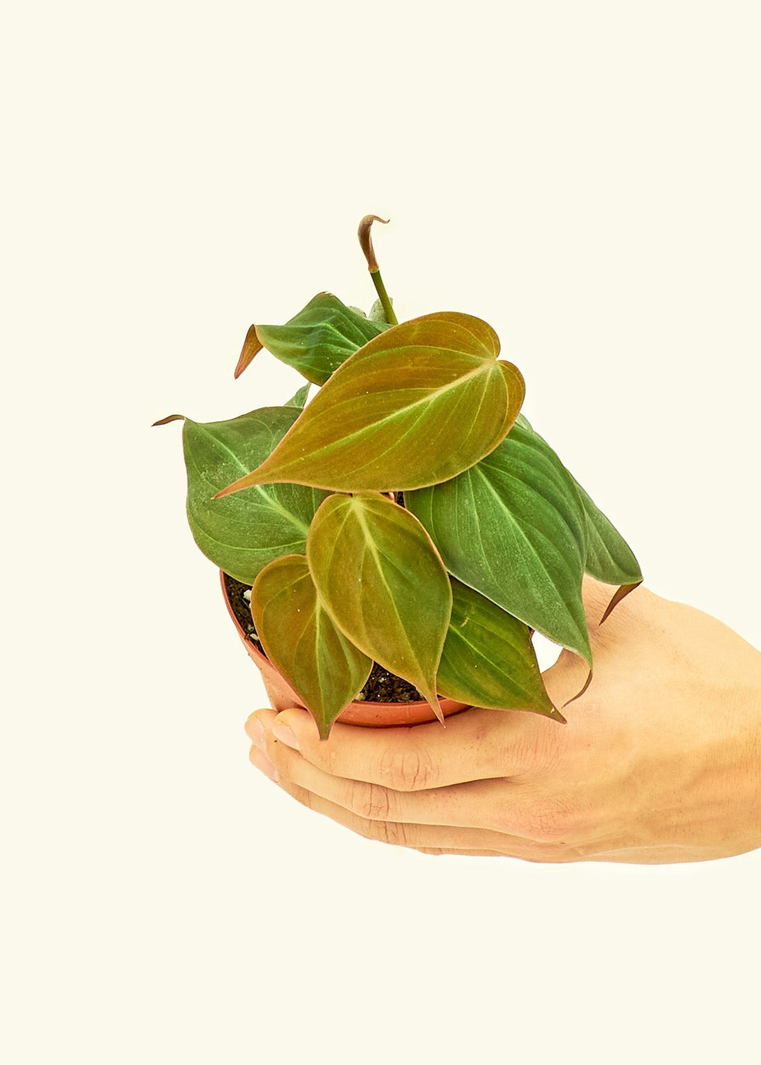 Small Velvet Leaf Philodendron (Philodendron micans) in a grow pot.