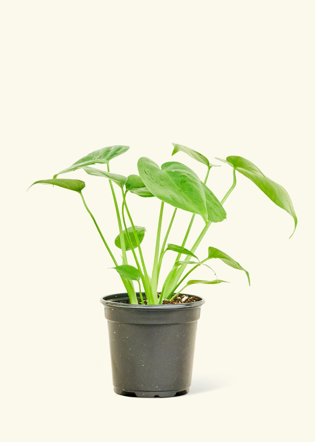 Small Swiss Cheese Plant (Monstera deliciosa)