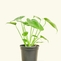 Small Swiss Cheese Plant (Monstera deliciosa)