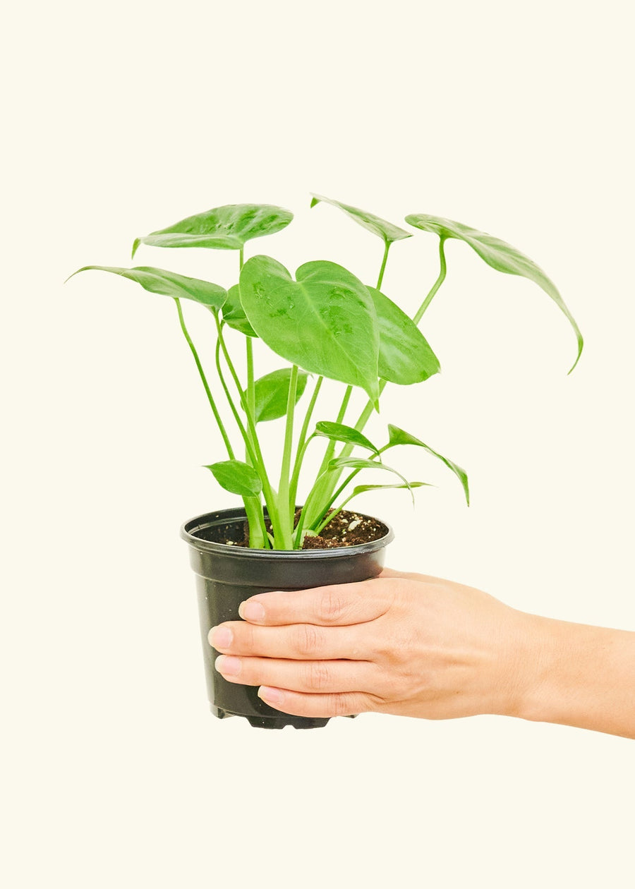 Small Swiss Cheese Plant (Monstera deliciosa)