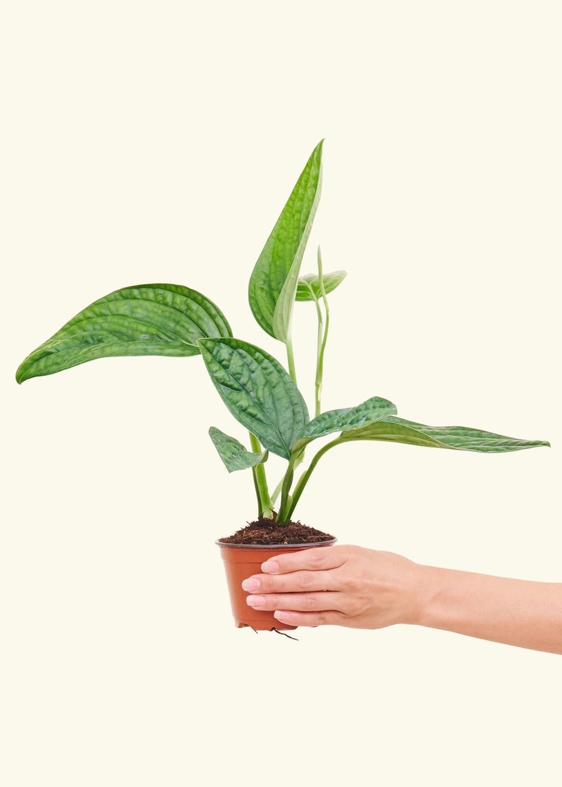 Small Monstera Karstenianum &