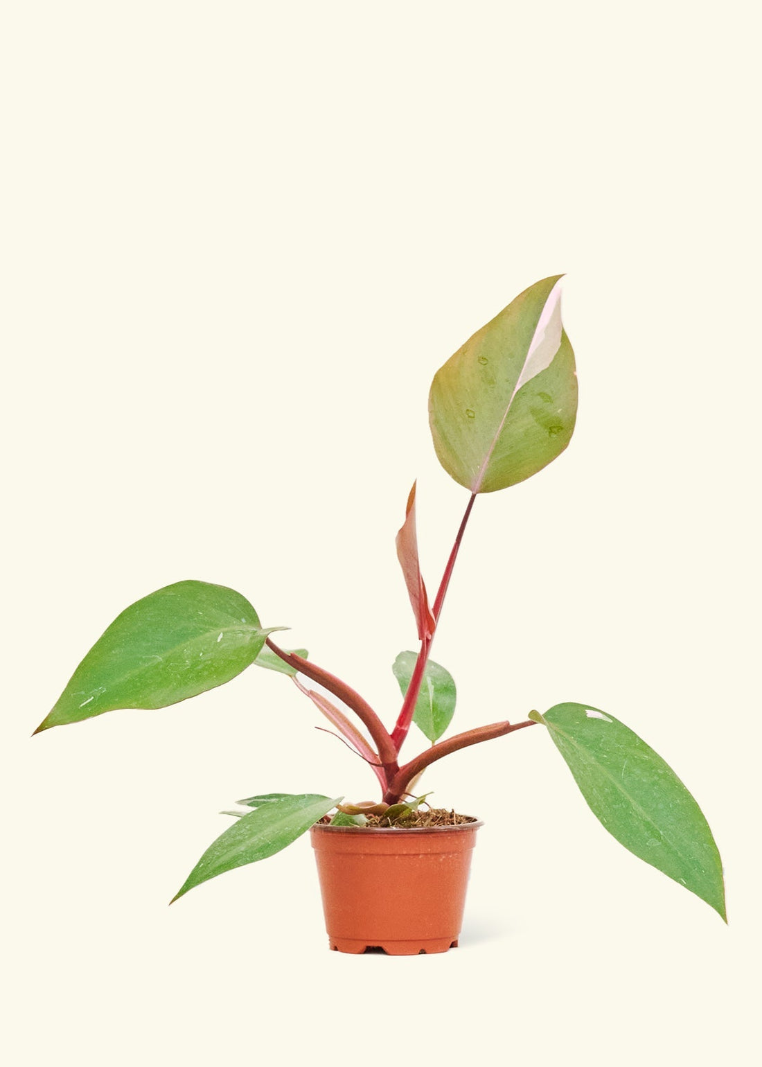 Small Philodendron erubescens &