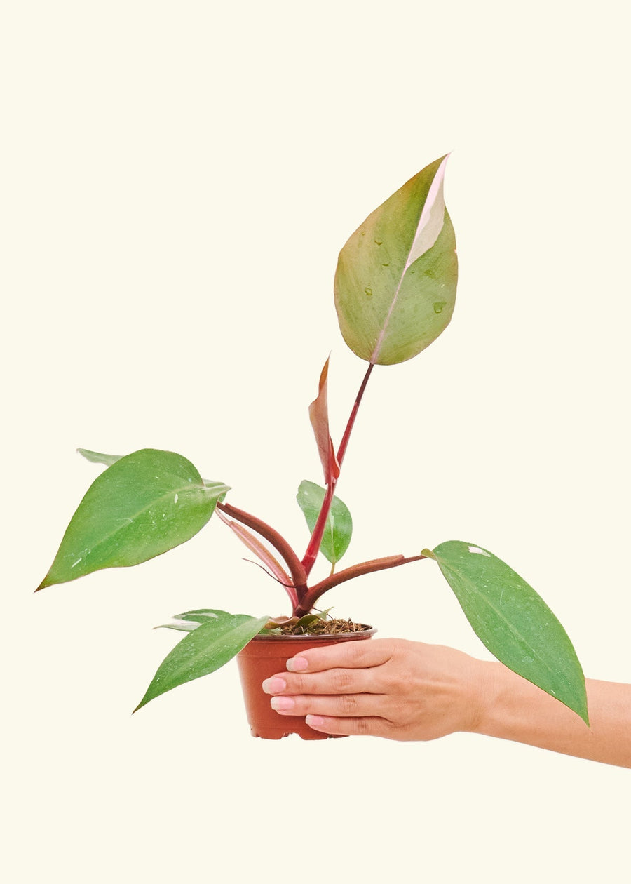 Small Philodendron erubescens 'Pink Princess' (Philodendron 'Pink Princess') in a grow pot.