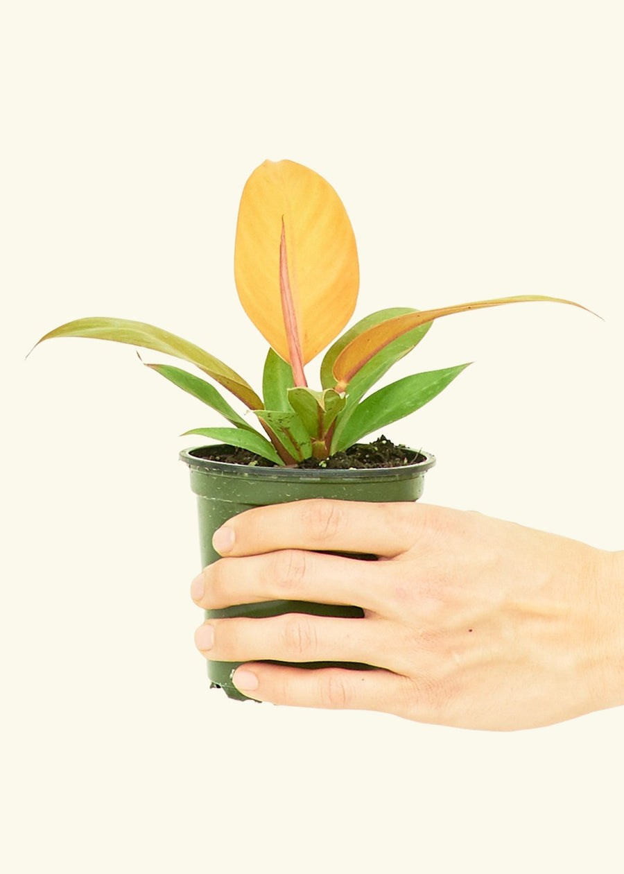 Small Philodendron Prince of Orange in a grow pot.