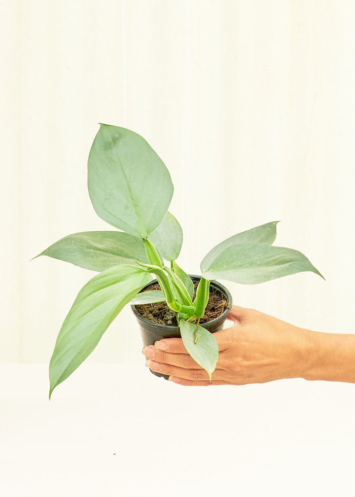 Small Philodendron 'Silver Sword' (Philodendron hastatum) 