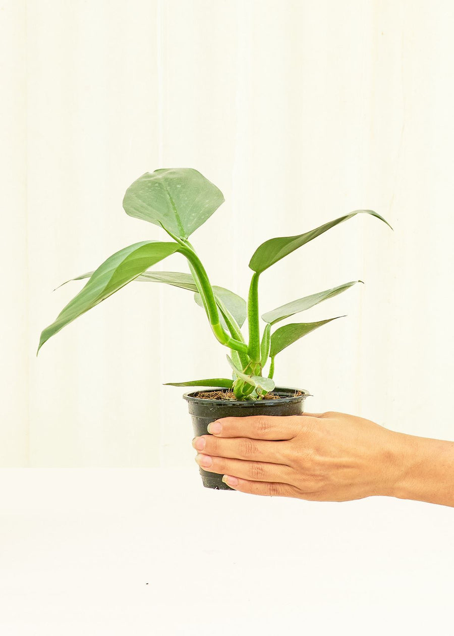 Small Philodendron 'Silver Sword' (Philodendron hastatum) 