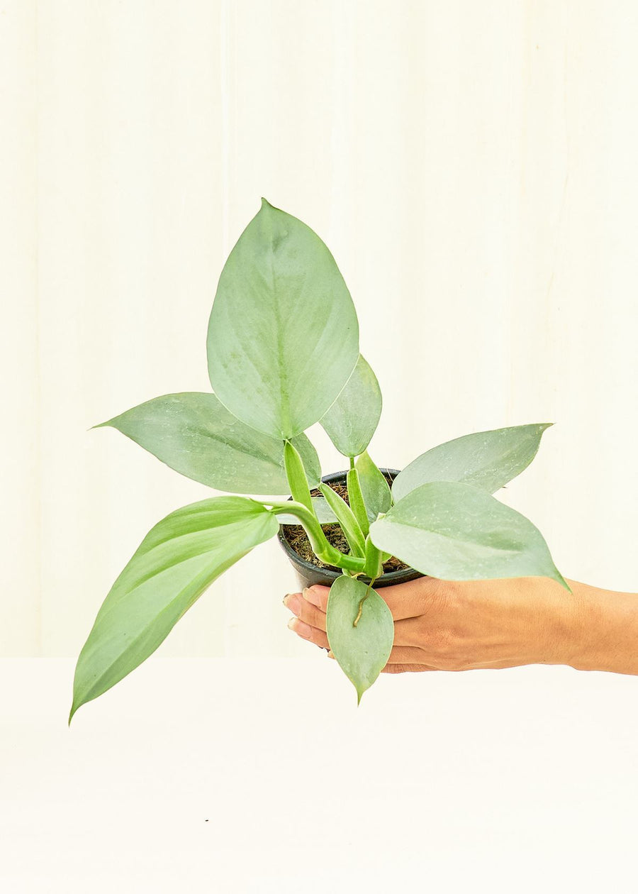 Small Philodendron 'Silver Sword' (Philodendron hastatum) 