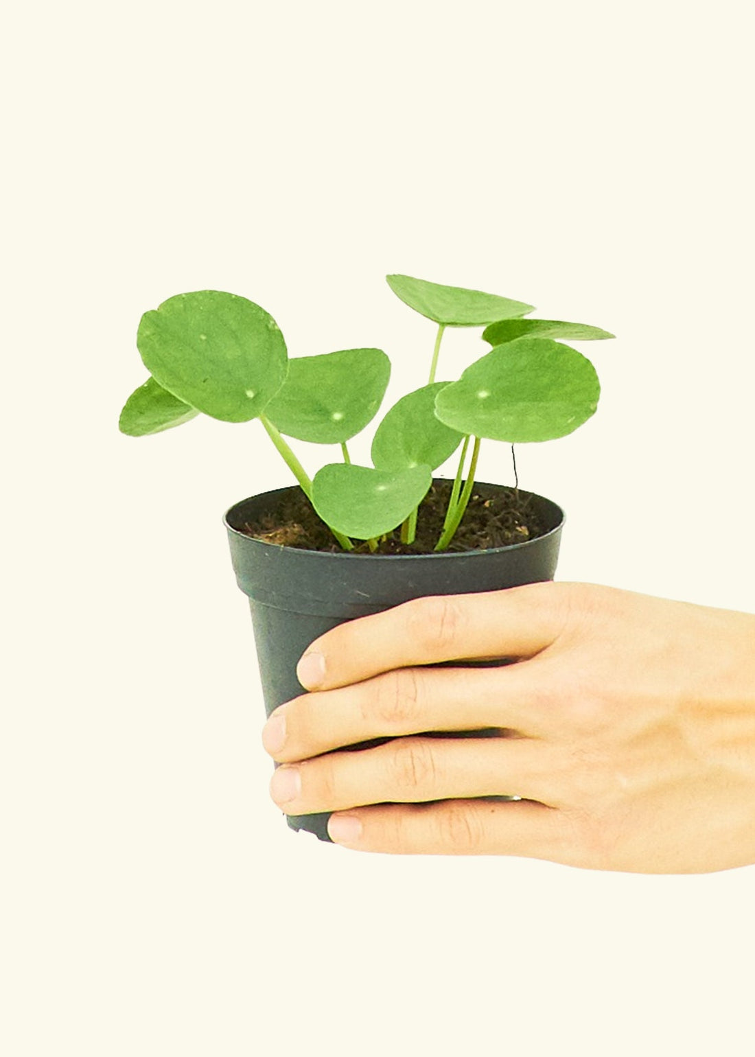 Small Chinese Money Plant in a grow pot.