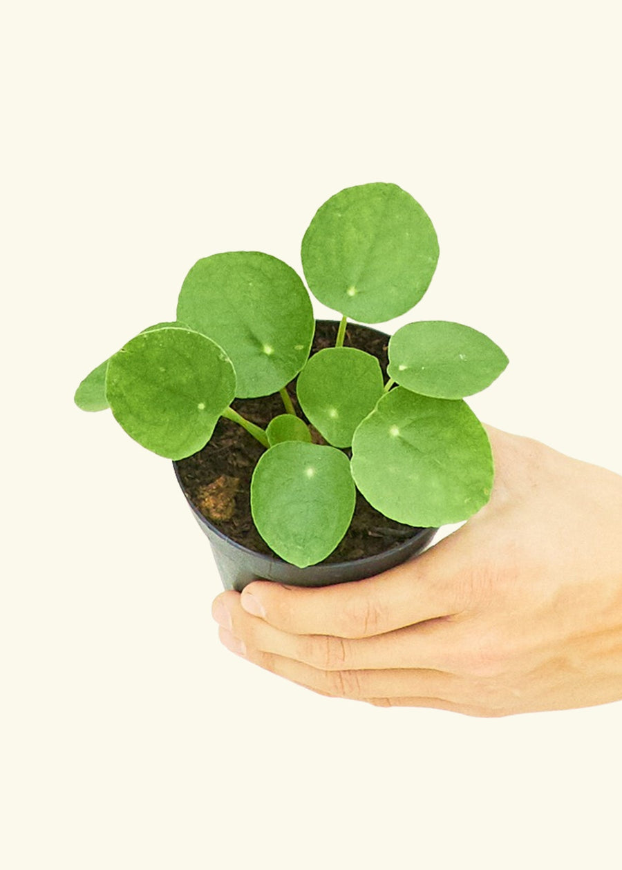 Small Chinese Money Plant in a grow pot.