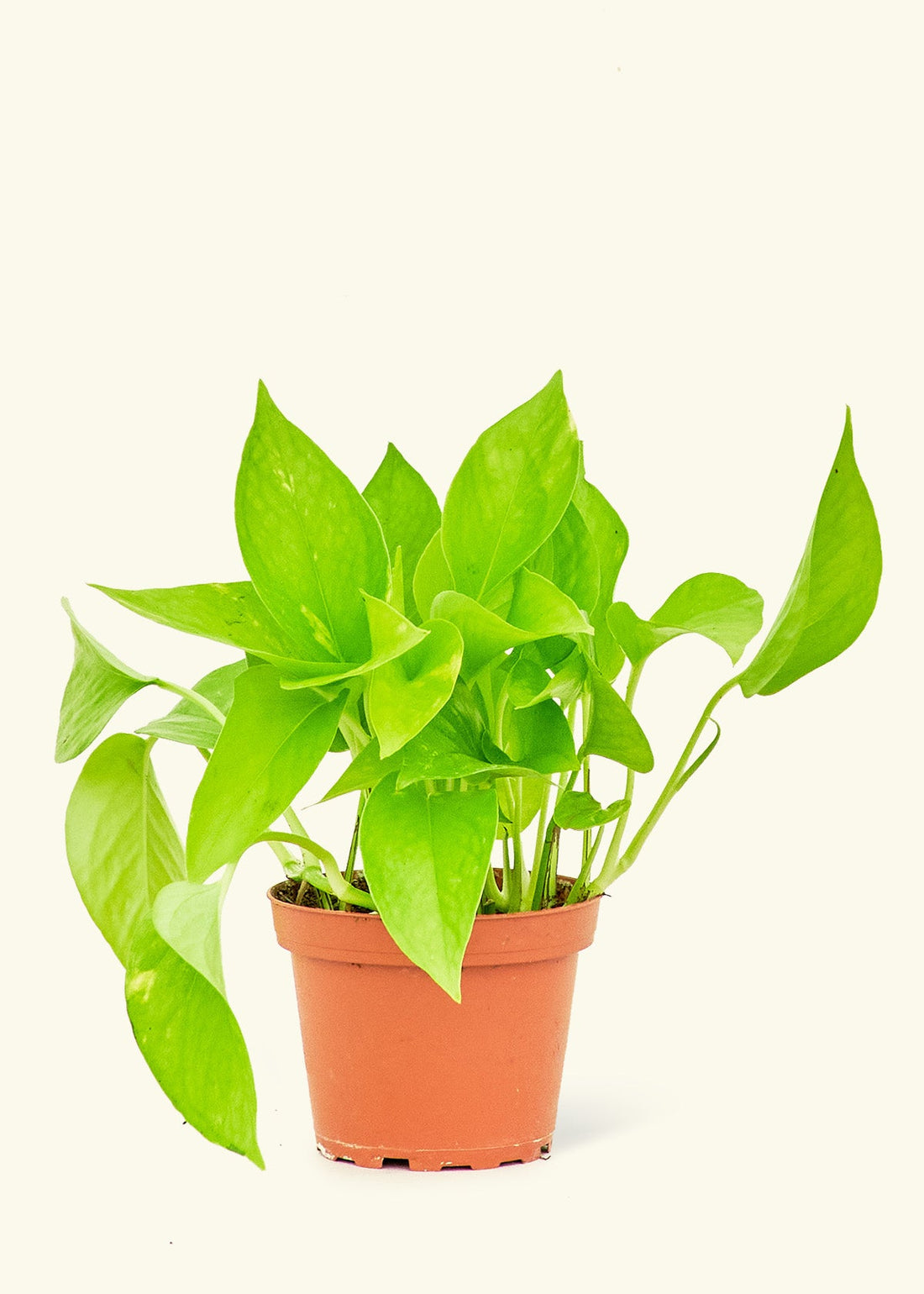 A 4" Golden Pothos in a grow pot.