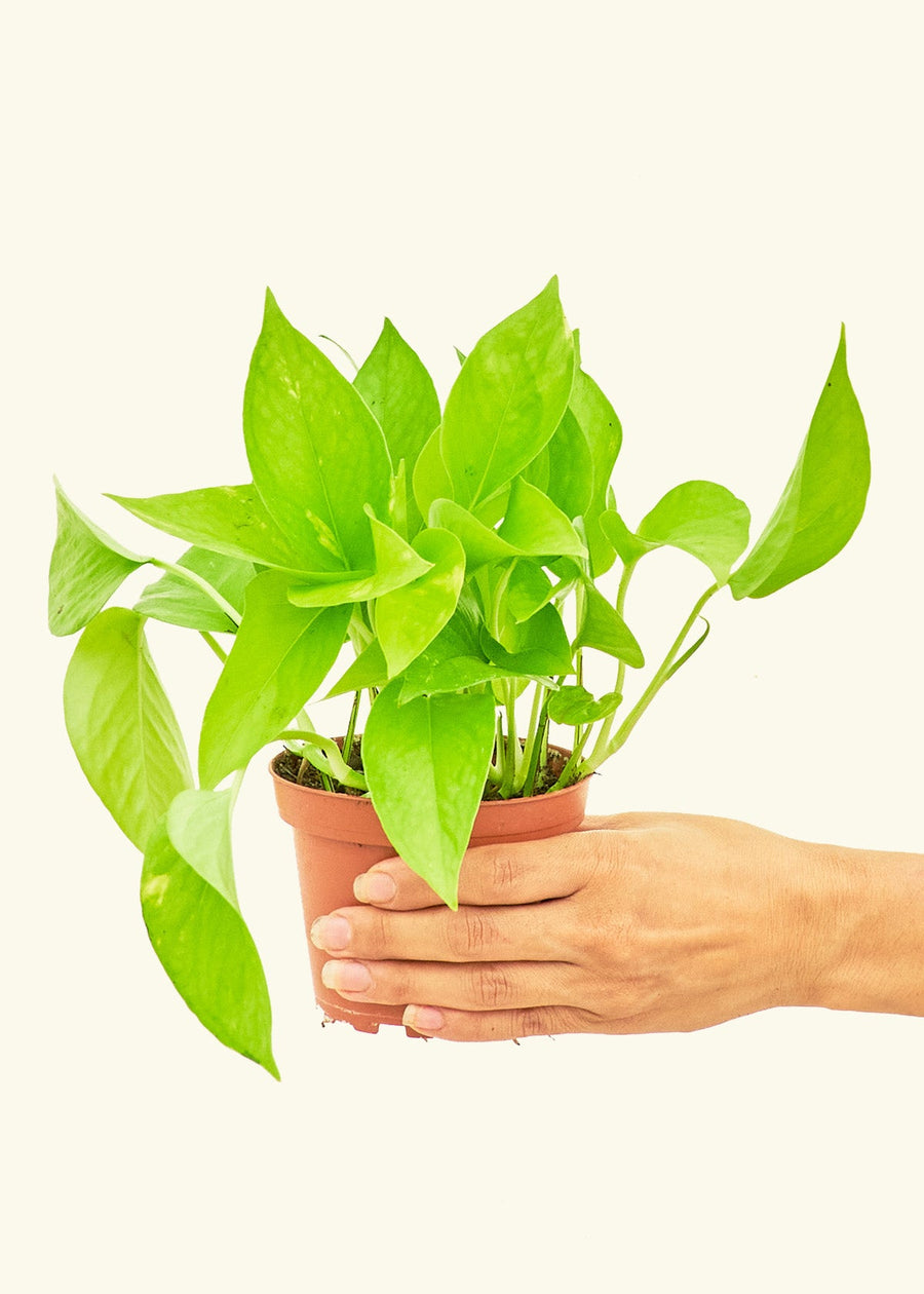 A 4" Golden Pothos in a grow pot.