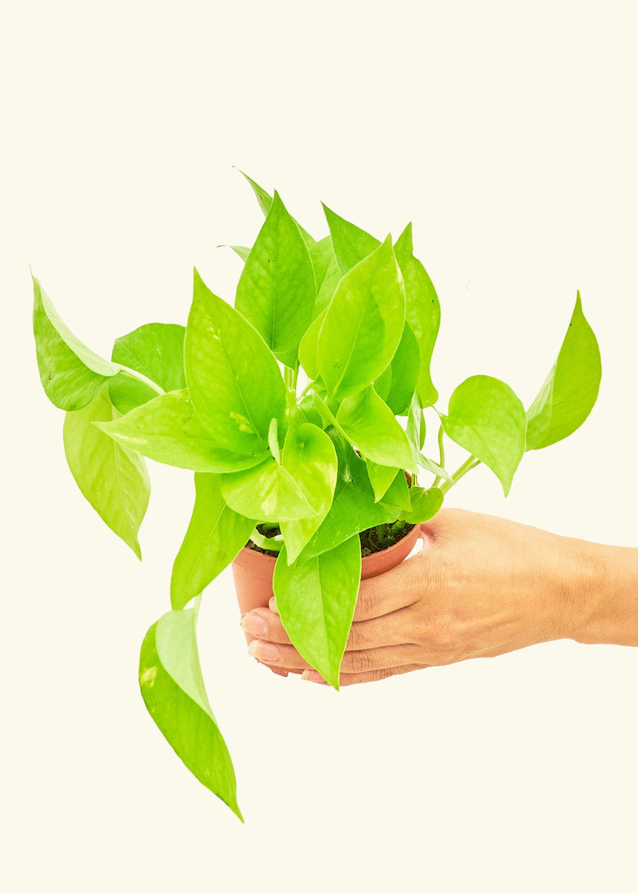 A 4" Golden Pothos in a grow pot.