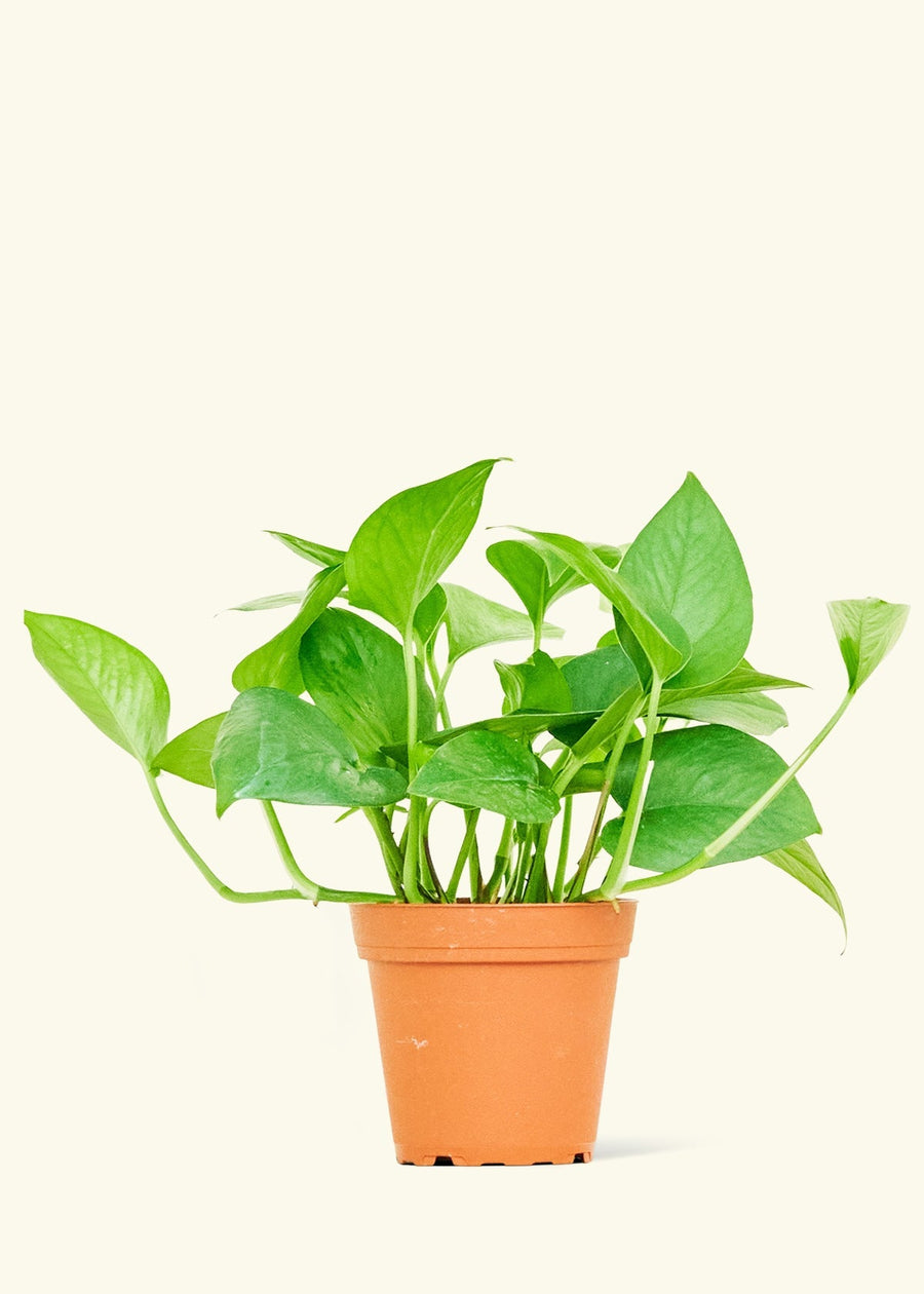 Small Jade Pothos (Epipremnum aureum) in a grow pot.