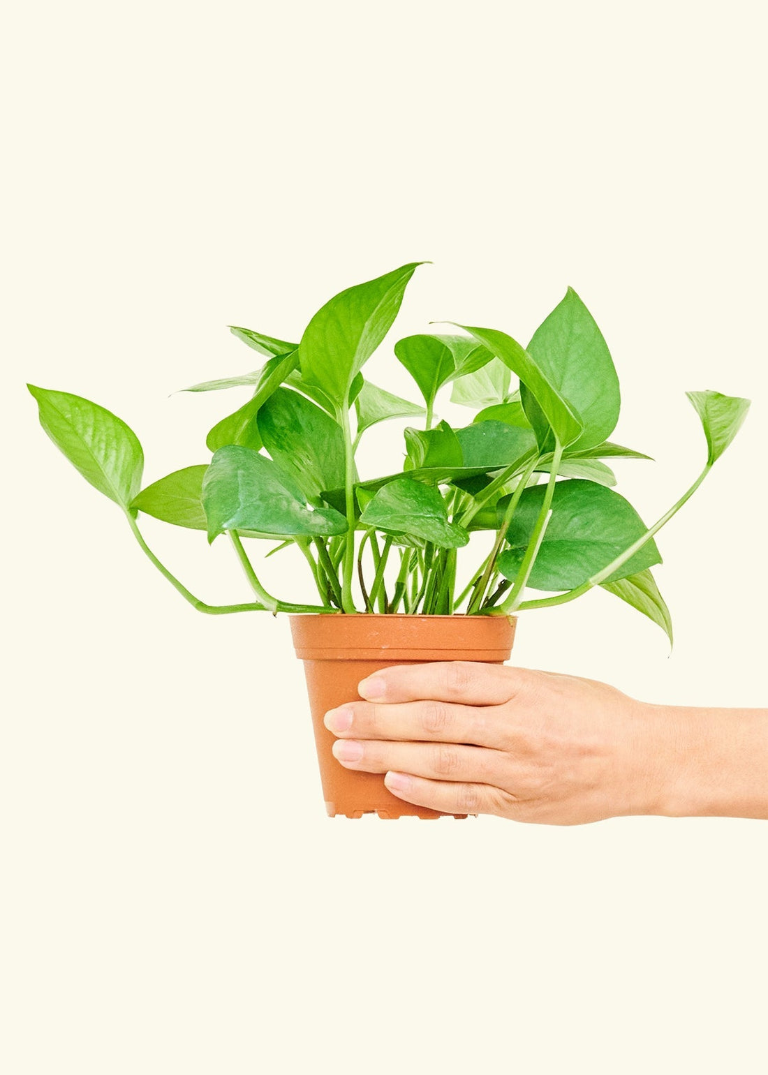 Small Jade Pothos (Epipremnum aureum) in a grow pot.