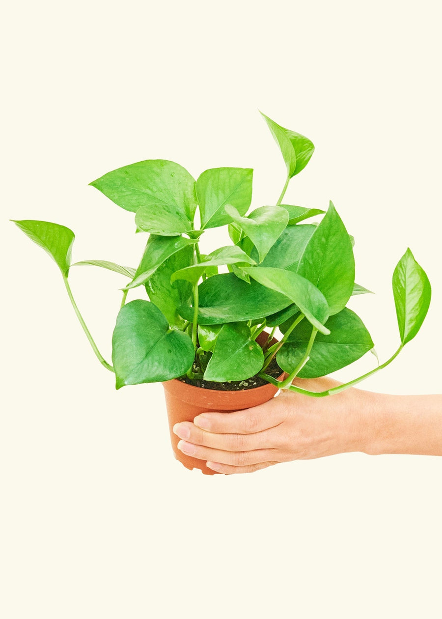 Small Jade Pothos (Epipremnum aureum) in a grow pot.