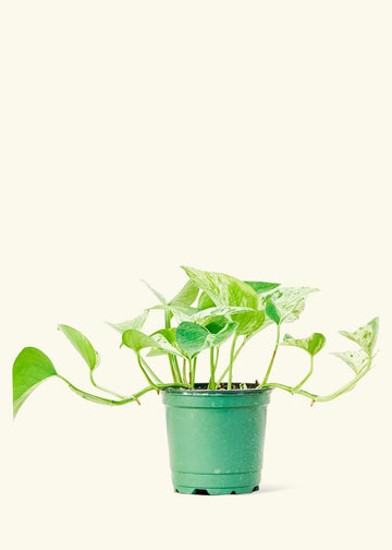 Small Pothos 'Marble Queen' (Epipremnum aureum) in a grow pot.