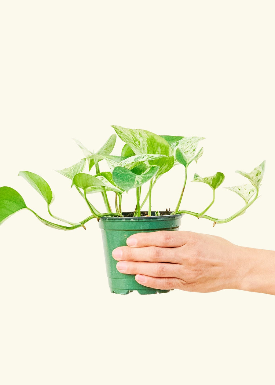 Small Pothos 'Marble Queen' (Epipremnum aureum) in a grow pot.