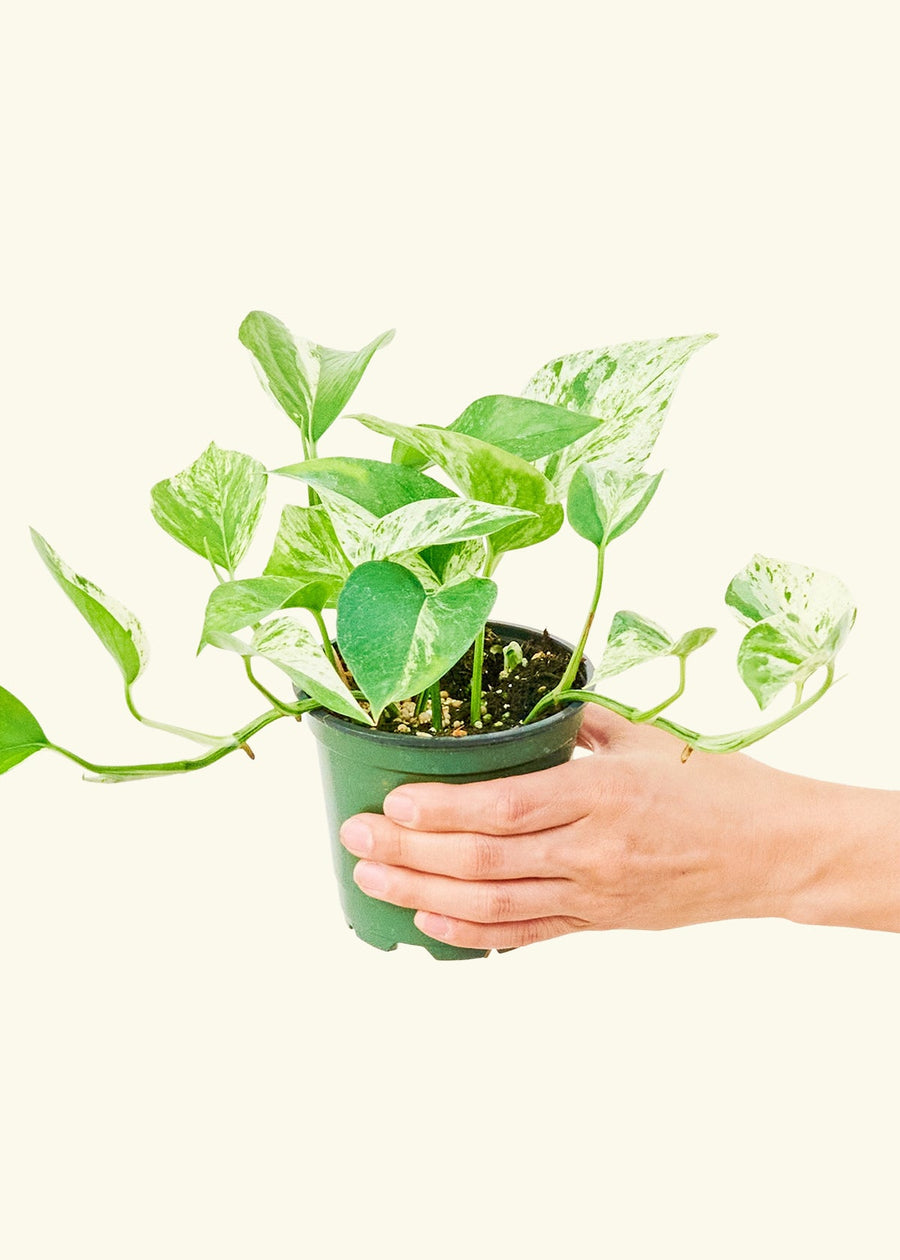 Small Pothos 'Marble Queen' (Epipremnum aureum) in a grow pot.