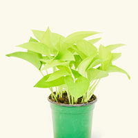 Small Neon Pothos (Epipremnum aureum) in a grow pot.