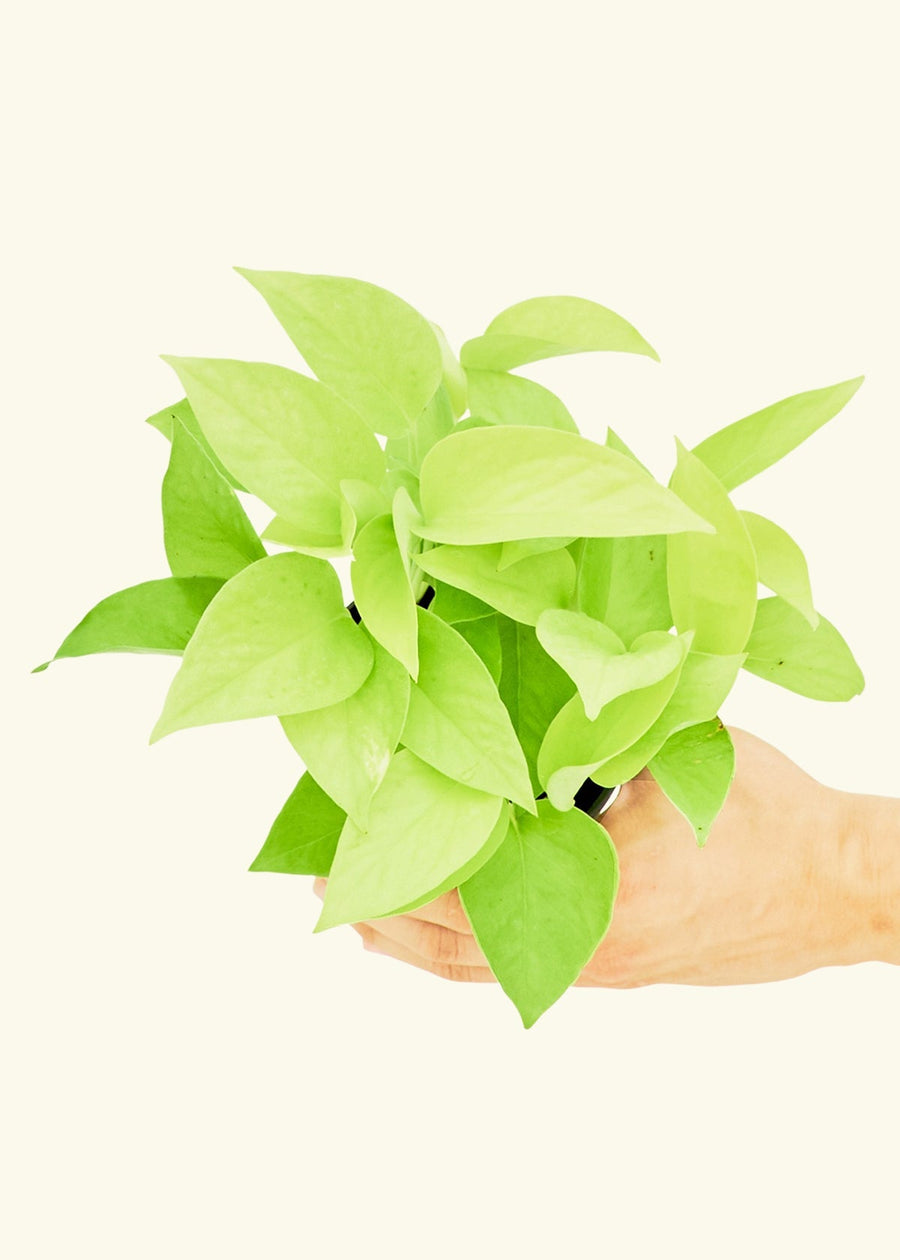 Small Neon Pothos (Epipremnum aureum) in a grow pot.