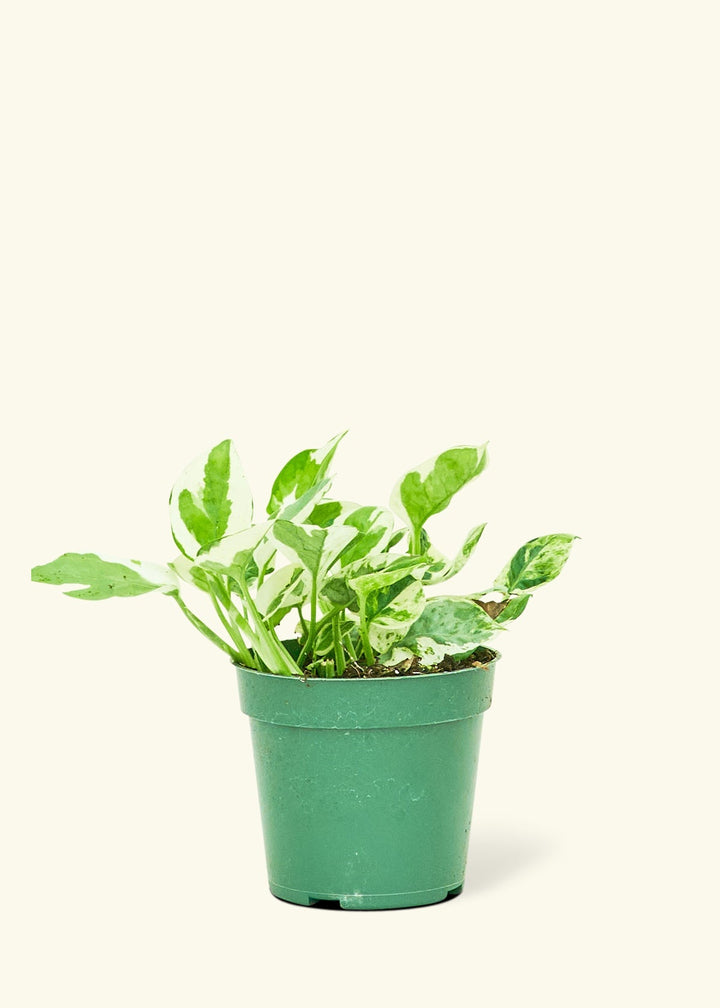 Small Pothos 'Pearl and Jade' (Epipremnum Aureum)