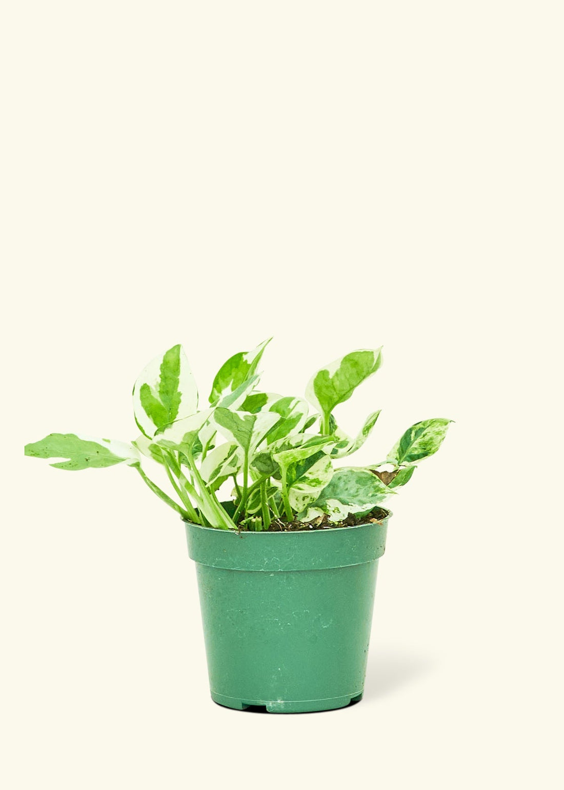 Small Pothos &