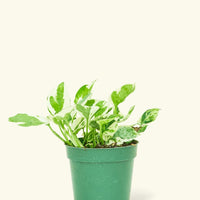 Small Pothos 'Pearl and Jade' (Epipremnum Aureum)