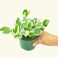 Small Epipremnum Aureum
