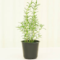 Rosemary 4-Pack Plant Rooted 