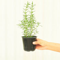 Rosemary 4-Pack Plant Rooted 