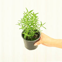 Rosemary 4-Pack Plant Rooted 