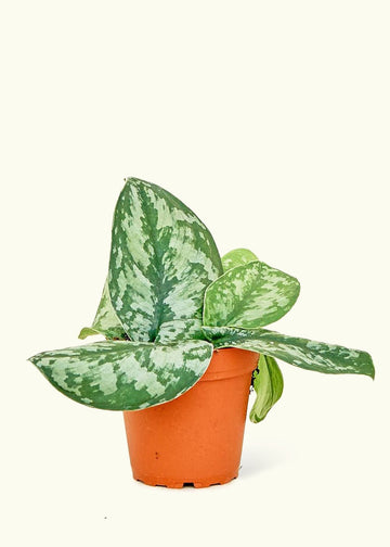 Small Silver Philodendron (Scindapsus pictus 'Exotica') in a grow pot.