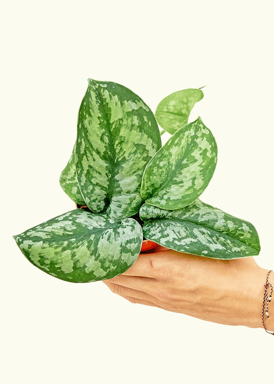 Small Silver Philodendron (Scindapsus pictus 'Exotica') in a grow pot.