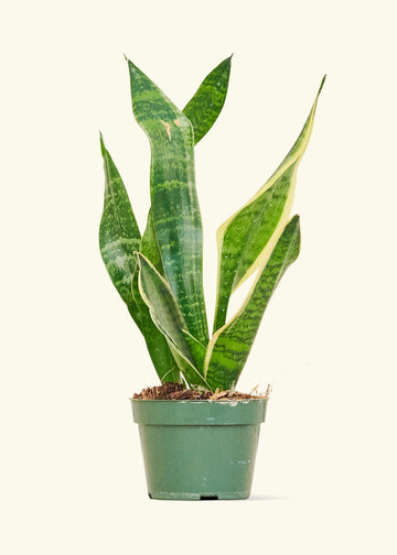 Small Snake Plant (Sansevieria laurentii) in a grow pot.