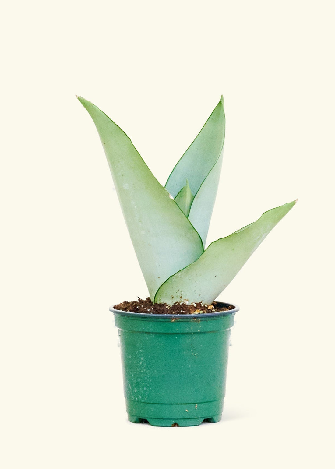 Small Moonshine Snake Plant (Sansevieria trifasciata &