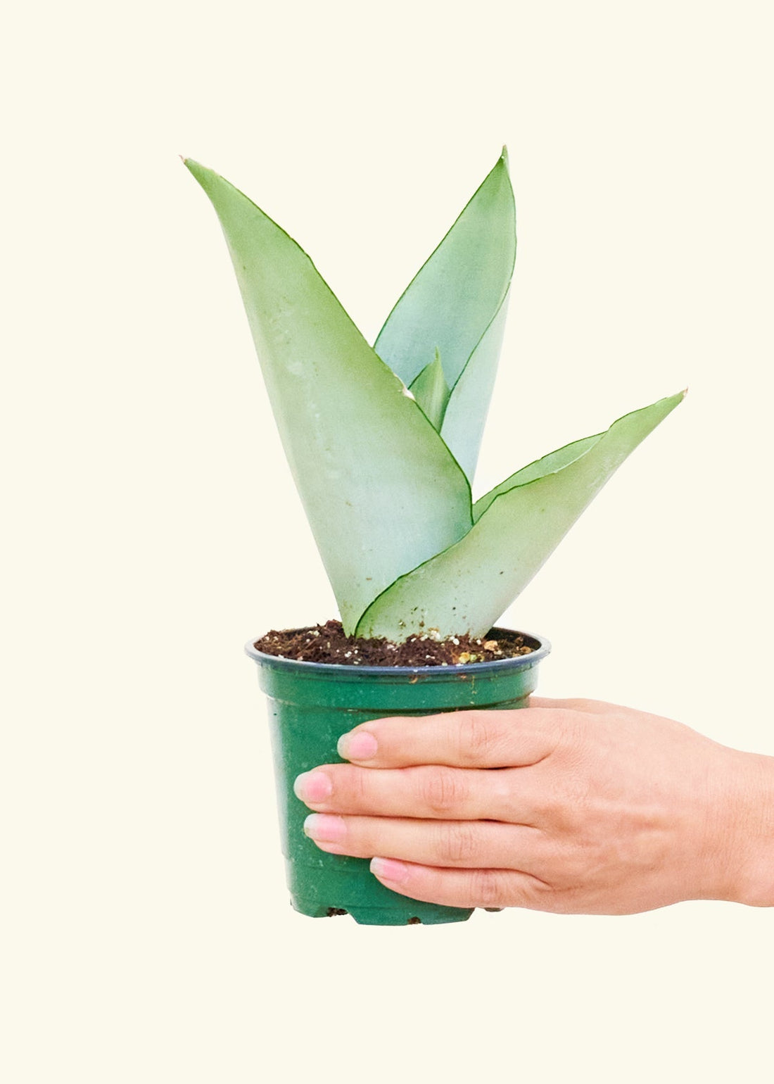 Small Moonshine Snake Plant (Sansevieria trifasciata &