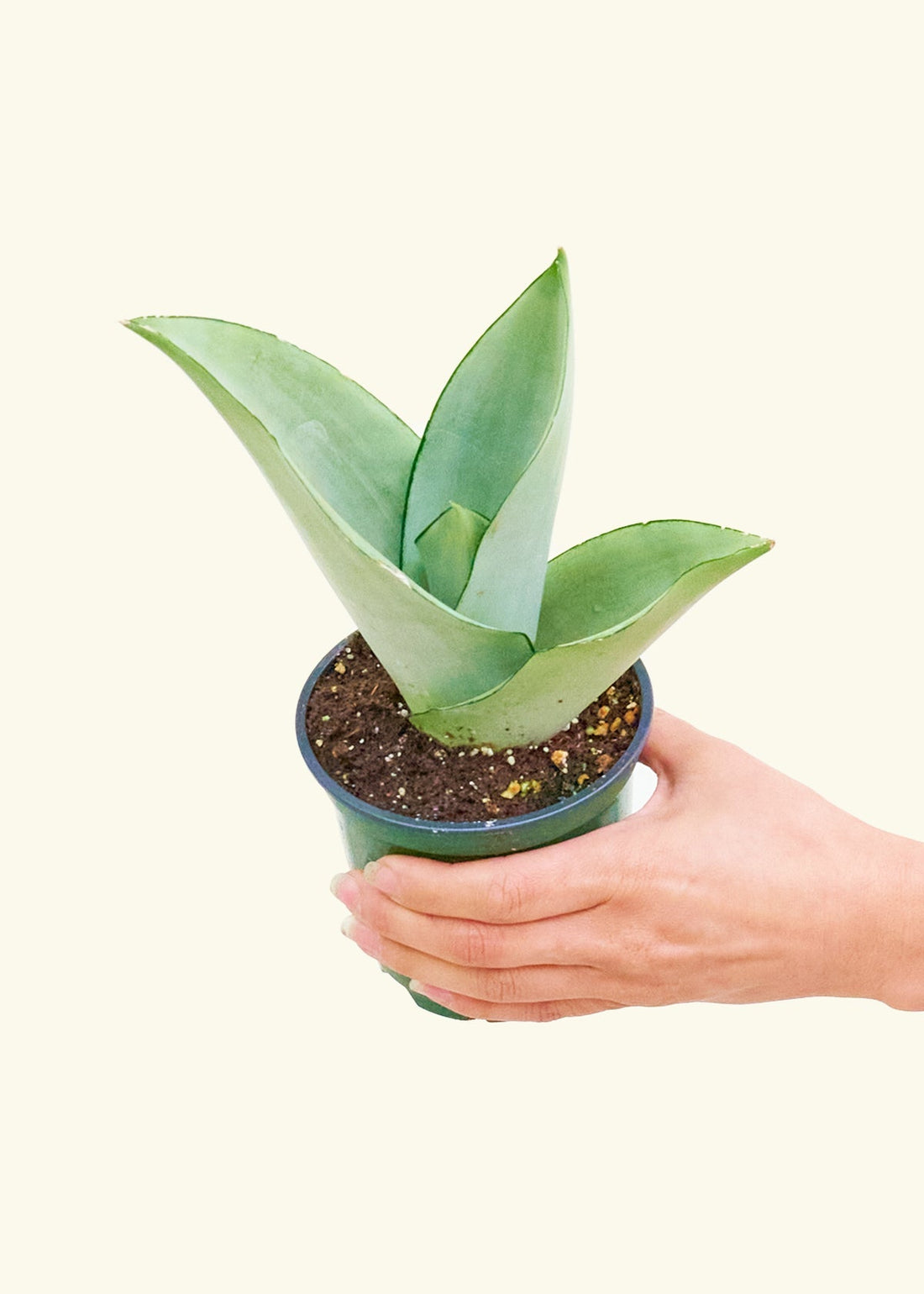 Small Moonshine Snake Plant (Sansevieria trifasciata &