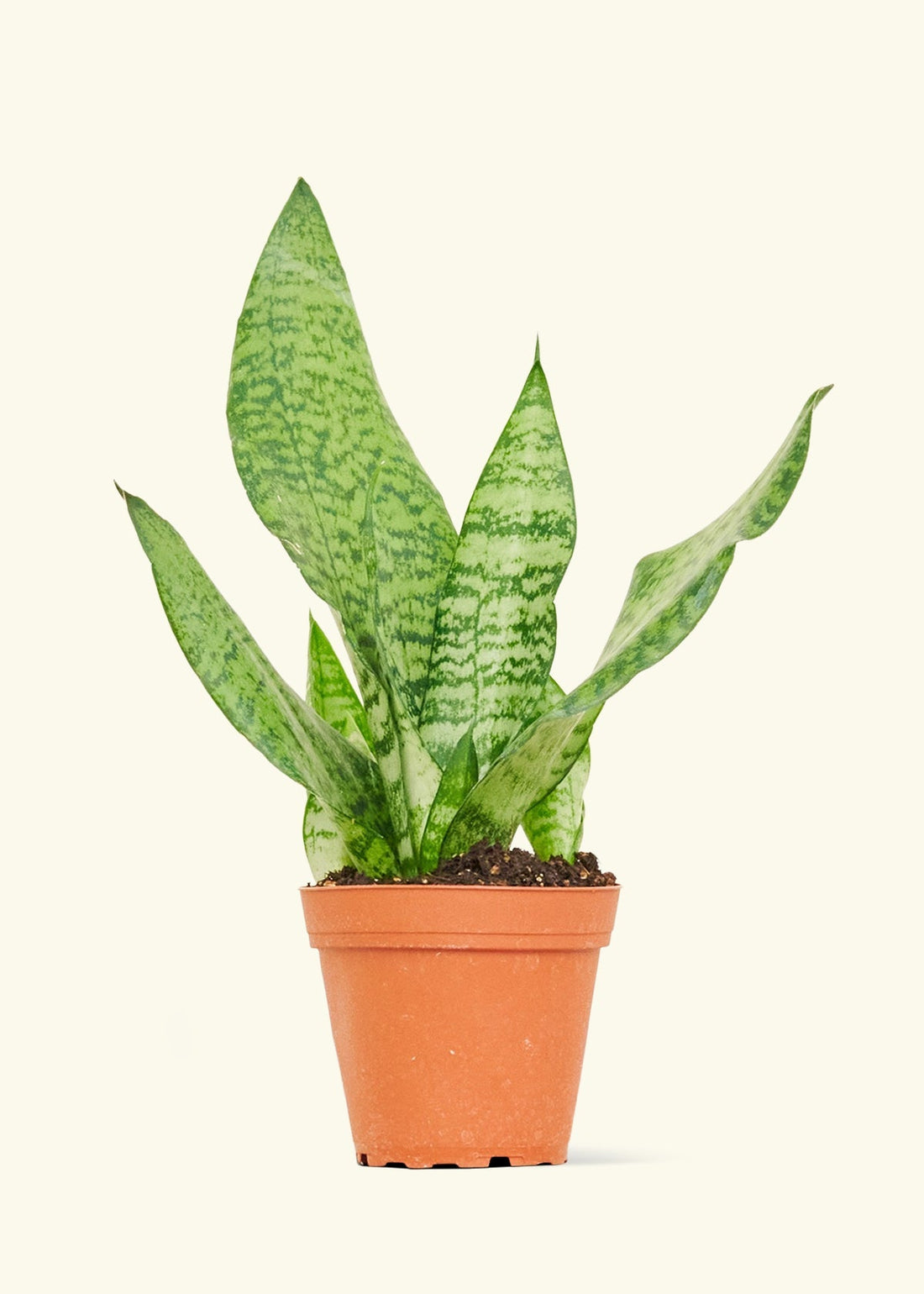 Small Snake Plant (Sansevieria zeylanica) in a grow pot.