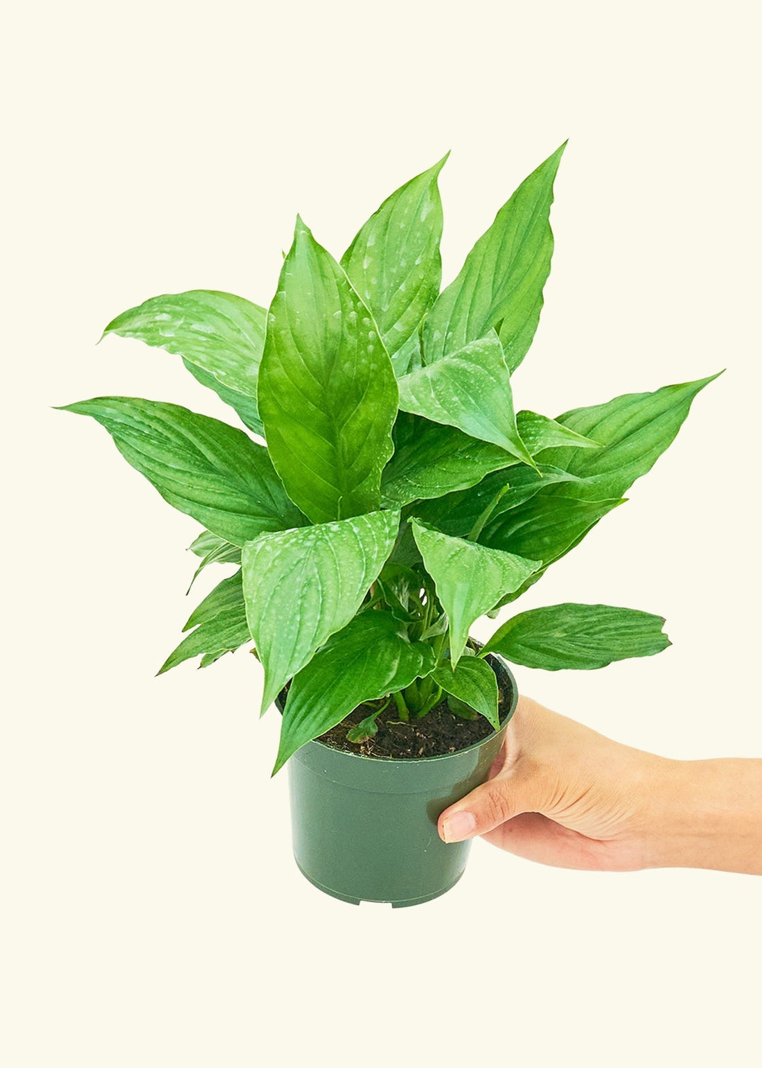 Small Spath Peace Lily (Spathiphyllum wallisii) in a grow pot.