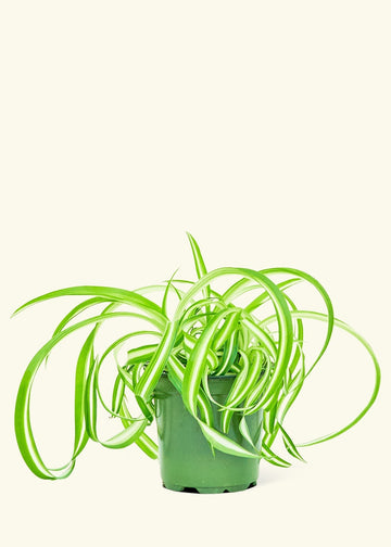 Small Spider Plant ‘Bonnie’ (Chlorophytum comosum ‘Bonnie’)