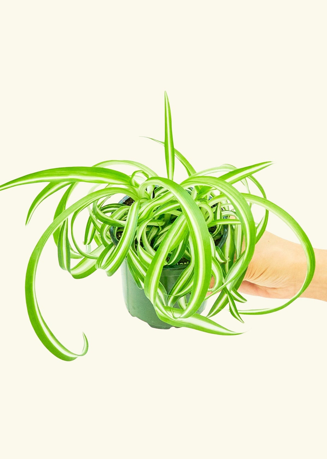 Small Spider Plant ‘Bonnie’ (Chlorophytum comosum ‘Bonnie’)