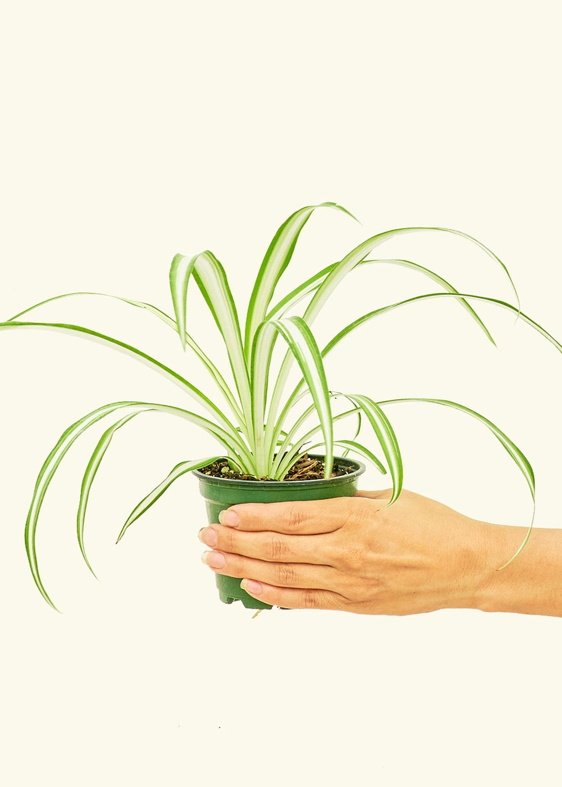 Small Variegated Spider Plant (Chlorophytum comosum variegata)