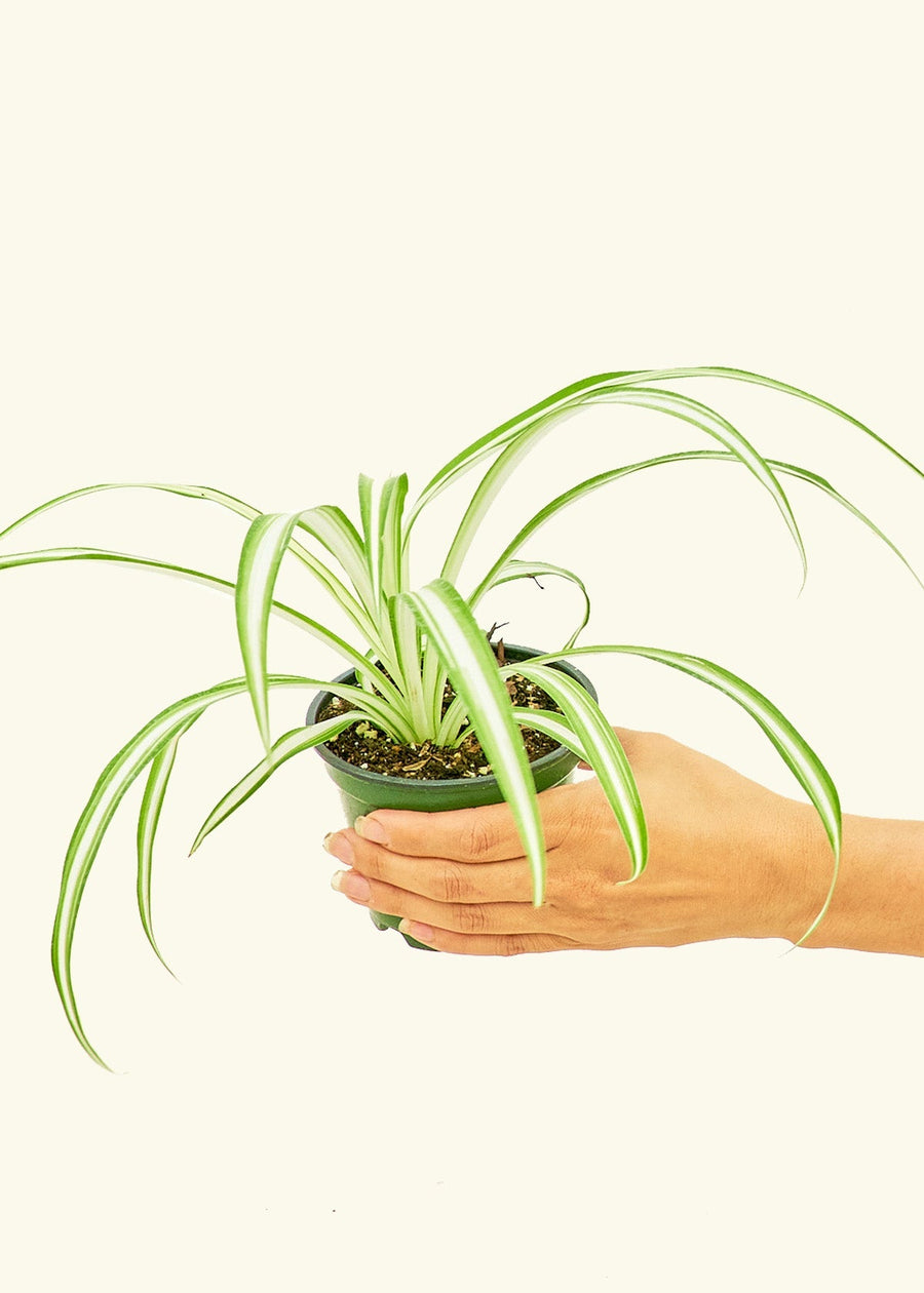 Small Variegated Spider Plant (Chlorophytum comosum variegata)