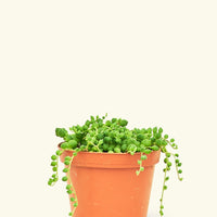 Small String of Pearls Succulent (Senecio rowleyanus)