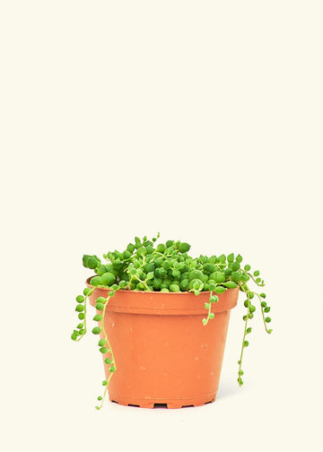 Small String of Pearls Succulent (Senecio rowleyanus)