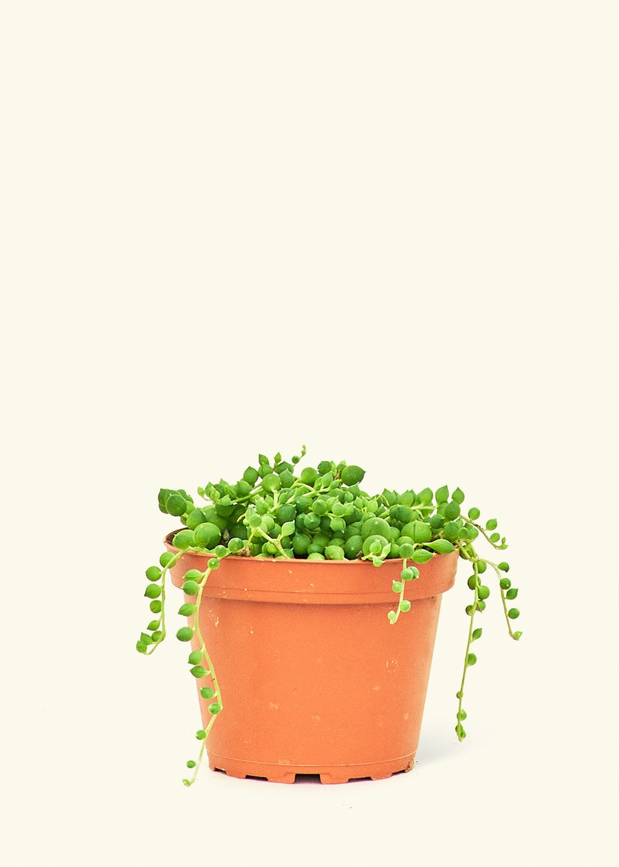 Small String of Pearls Succulent (Senecio rowleyanus)