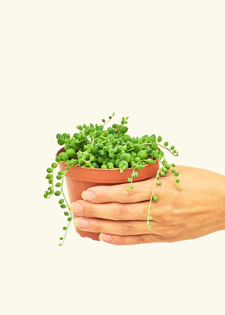 Small String of Pearls Succulent (Senecio rowleyanus)